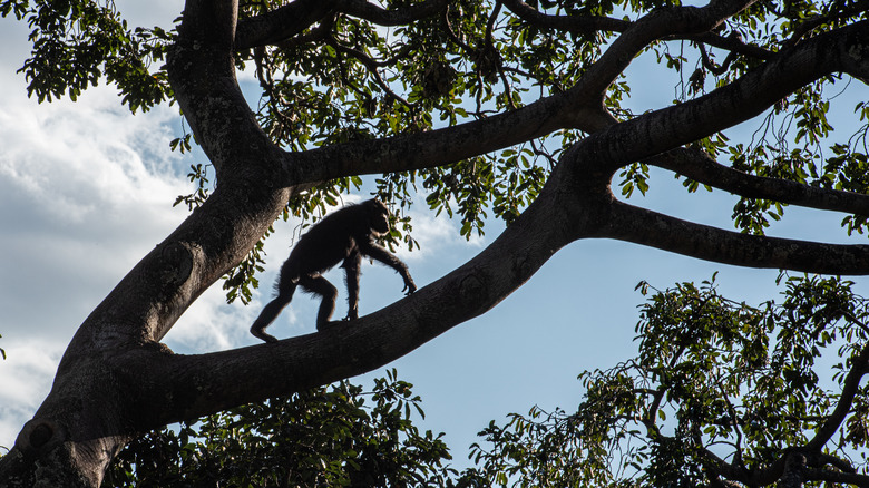 Un chimpanzé se déplace via une aretop dans le parc national de Gombe