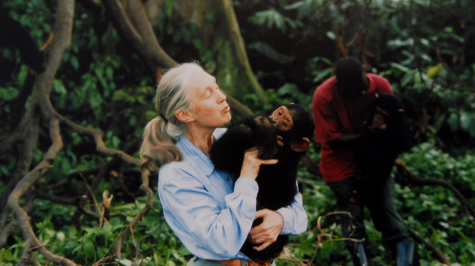 Ce parc national unique a inspiré la recherche renommée du chimpanzé du Dr Jane Goodall