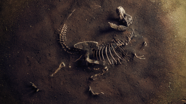 ossements de tyrannosaure dans la saleté