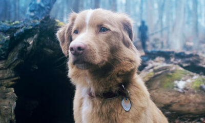 Le chien meurt-il en bon garçon? Votre question la plus importante a répondu