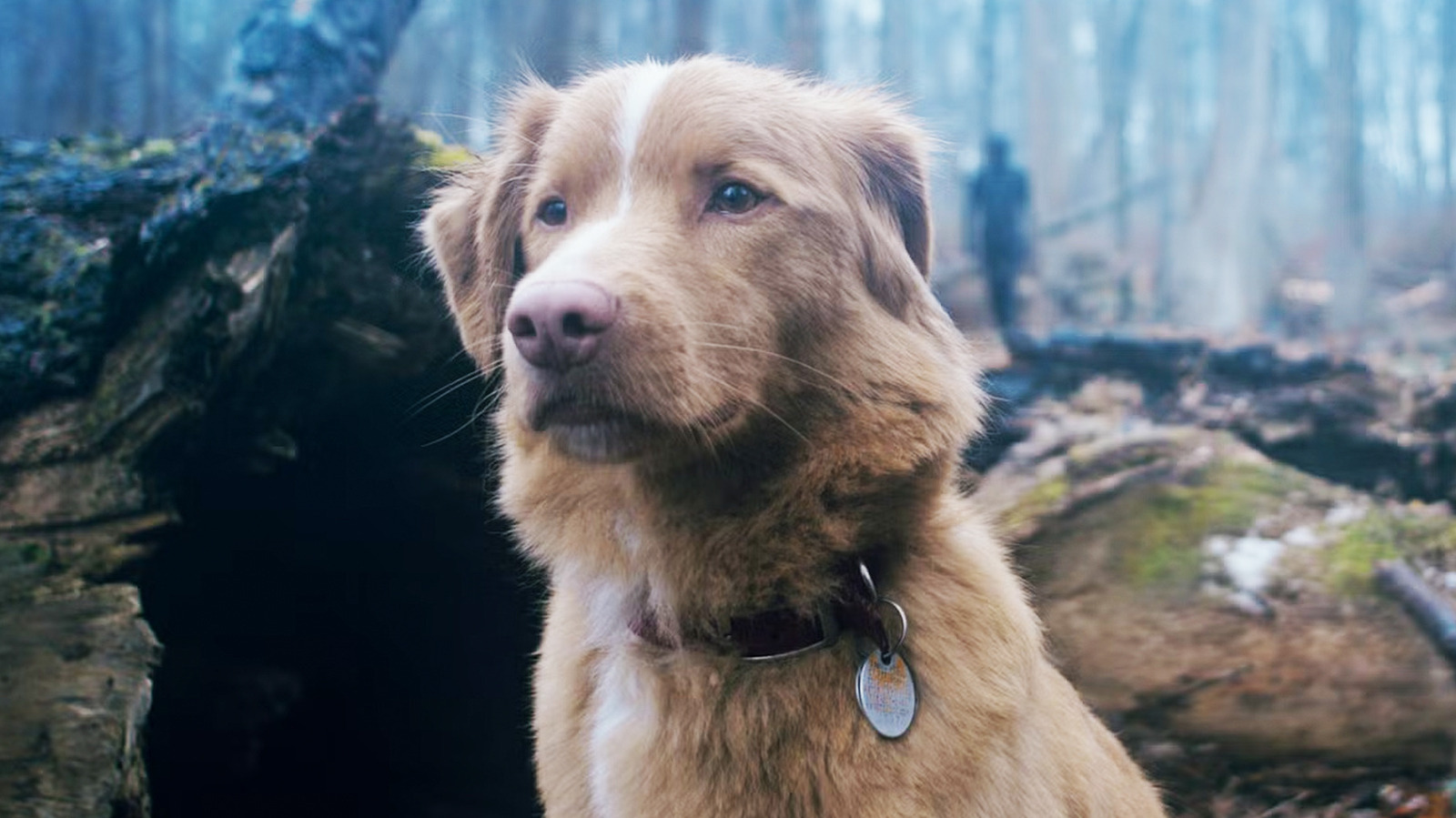Le chien meurt-il en bon garçon? Votre question la plus importante a répondu