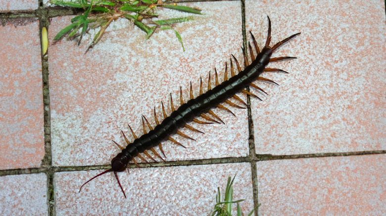 Gros plan d'un mille-pattes sur un sol en carreaux extérieurs