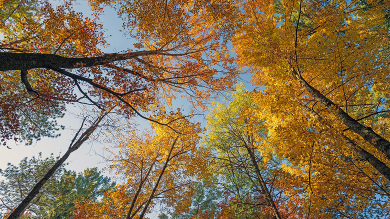 Levant les yeux sous de grands arbres avec leurs feuilles d'automne
