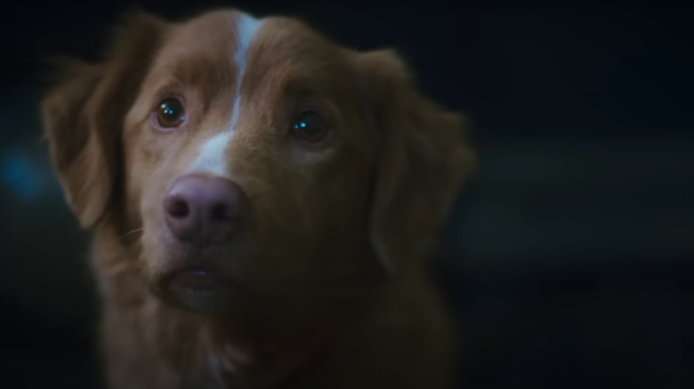 Indy le chien qui a l'air inquiet sur un bon garçon