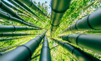 Pourquoi tu ne devrais jamais planter ce bambou juste à côté de ta maison