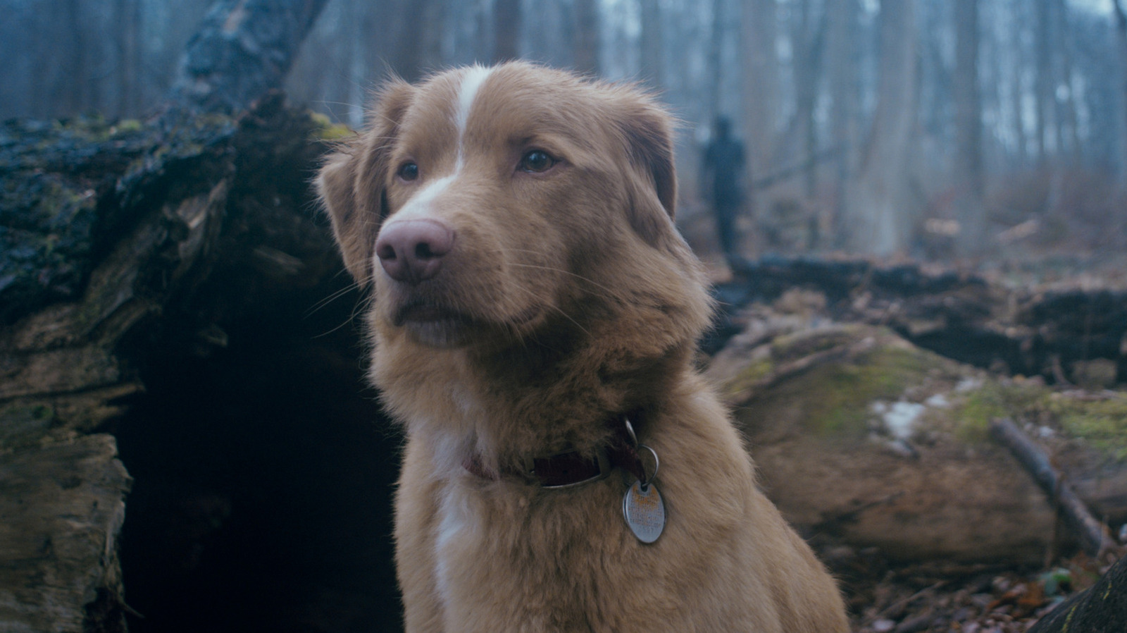 Une légende de l'horreur indie a un camée effrayant en bon garçon