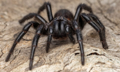 L'araignée de tuerie la plus rapide au monde a un taux de mortalité inattendu