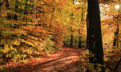 Ce sentier de randonnée historique du New Jersey offre une expérience étrange avec un feuillage d'automne pittoresque