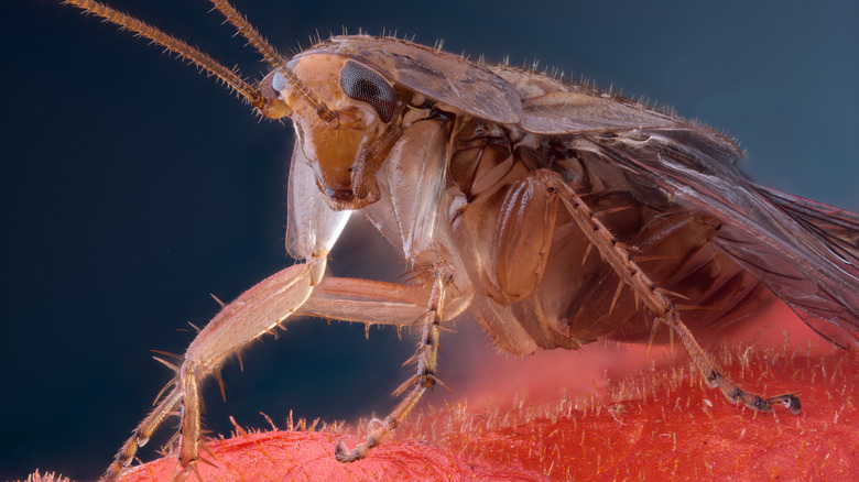 Un gros plan d'un cafard révèle les détails de son corps