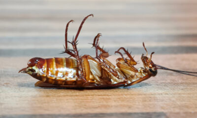 La raison troublante, vous ne devriez jamais écraser un cafard dans votre maison