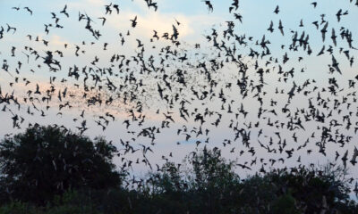 Une attraction moins connue à l'extérieur de San Antonio offre un aperçu passionnant de la faune unique
