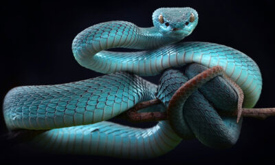 Une des principales raisons pour lesquelles les serpents adorent se glisser dans vos toilettes