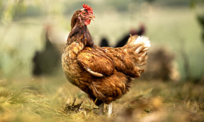 Combien de temps un poulet peut-il vivre sans tête ?