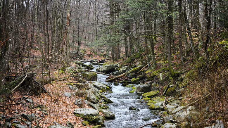 Un sentier boisé de la vallée de l'Hudson