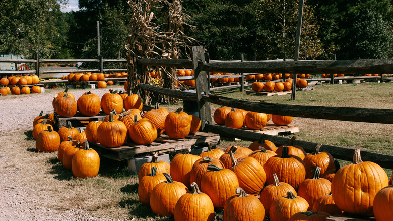 Un champ de citrouilles