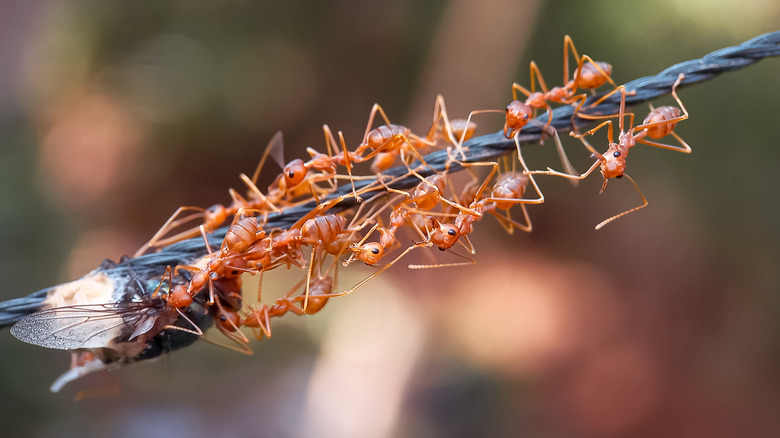 fourmis rouges envahissant une mouche