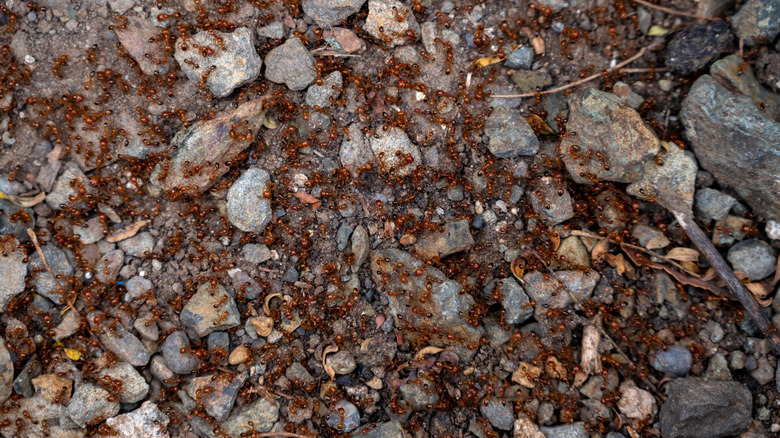 colonie de fourmis de feu rouges importées