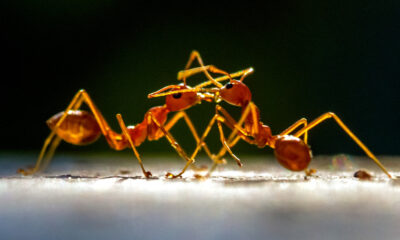 Les espèces de fourmis envahissantes qui détruisent nos écosystèmes