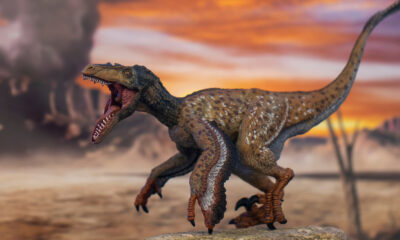 À quoi ressemblaient vraiment les plumes de dinosaures ?