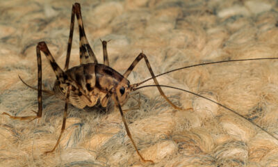 Pourquoi les grillons araignées aiment votre sous-sol frais et sombre et comment s'en débarrasser