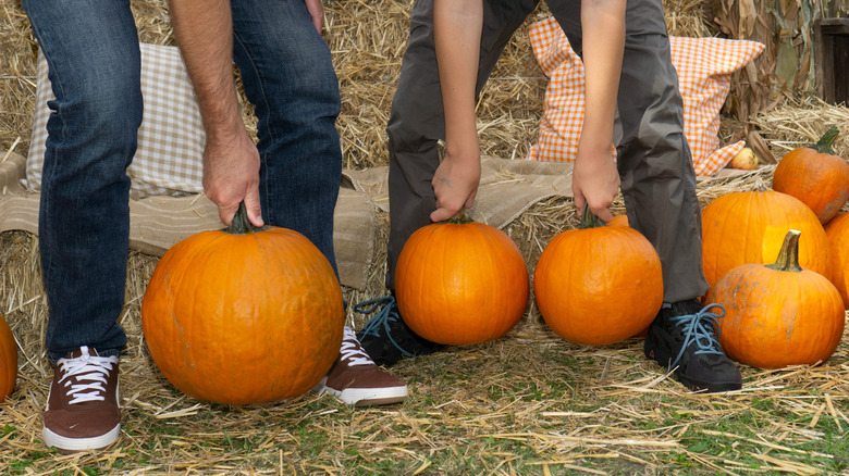 Deux personnes se penchent pour ramasser des citrouilles