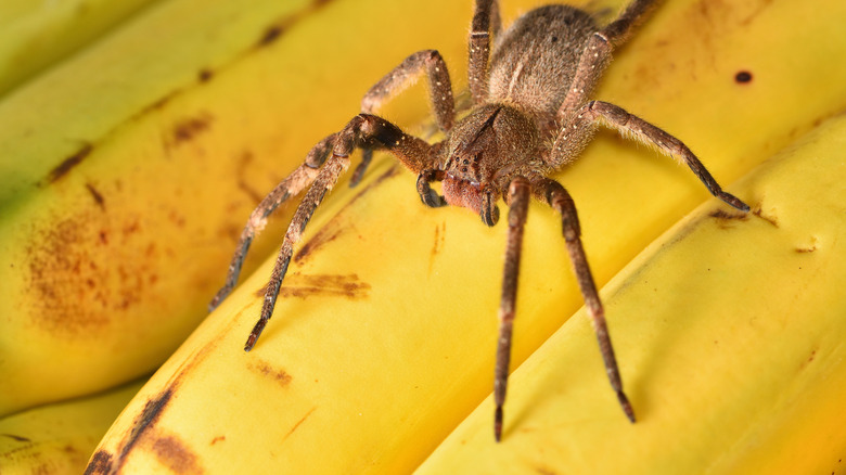 Araignée errante brésilienne en marron et feu accroupie sur des bananes