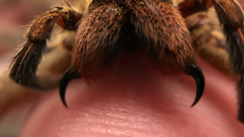 Araignée errante brésilienne posée sur de la chair humaine, mandibules avec pinces noires