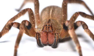 Pourquoi la « banane araignée » est considérée comme l’une des plus meurtrières