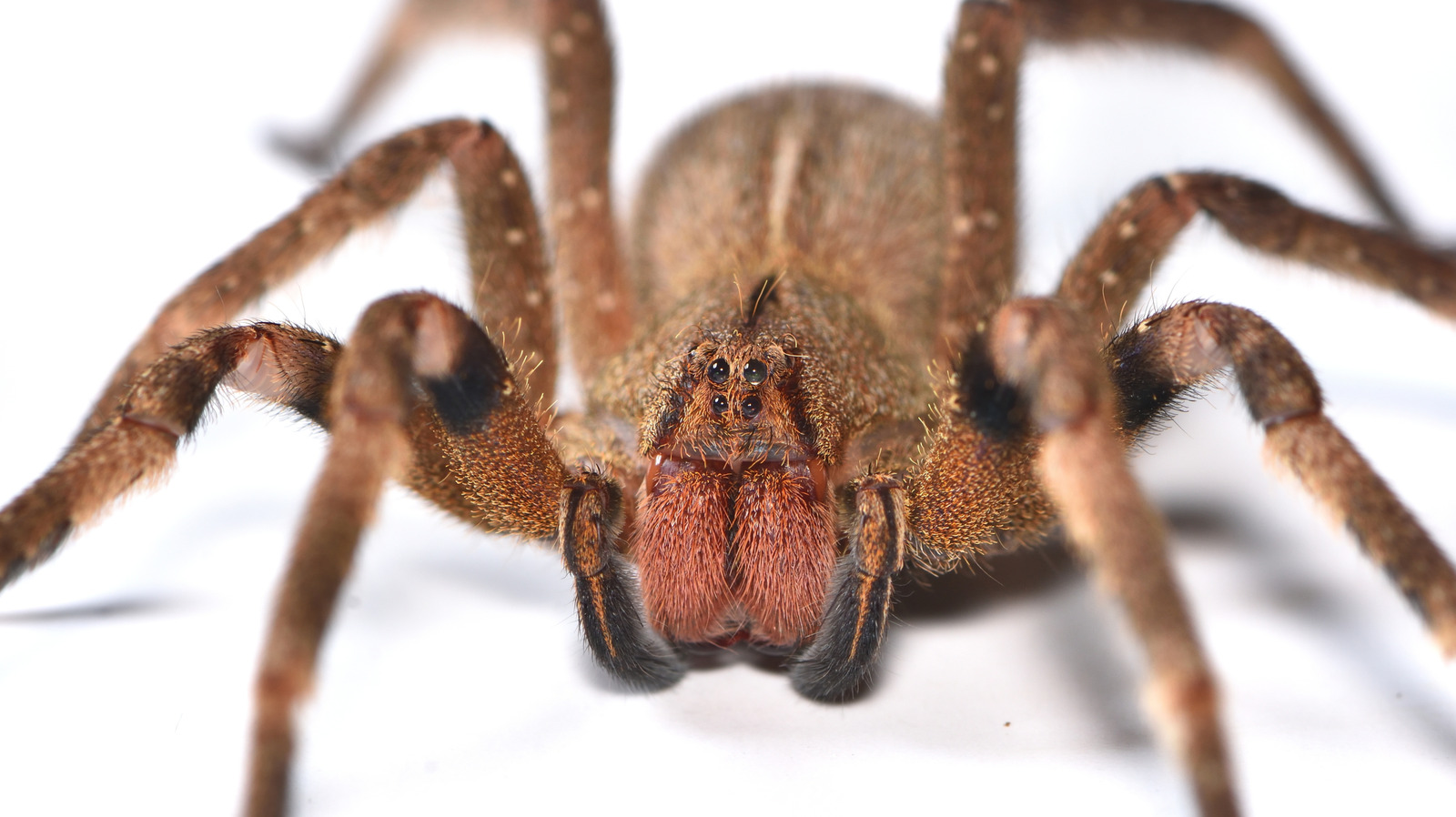Pourquoi la « banane araignée » est considérée comme l’une des plus meurtrières