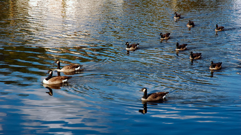 Les oies glissent à la surface de la rivière Occoquan