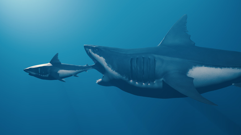 Un Mégalodon ouvre la gueule pour poursuivre un requin