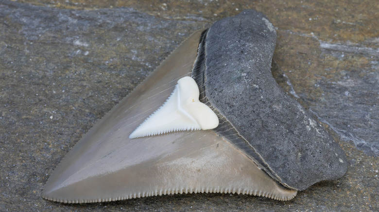 Une dent de requin se trouve au sommet d’une dent fossilisée de mégalodon