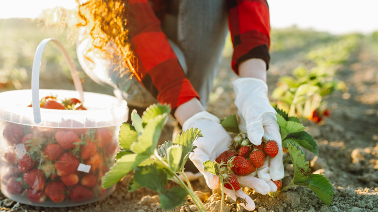 Une femme portant des gants blancs récoltant des fraises dans un panier.
