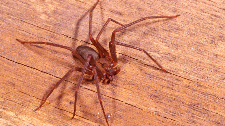 Un reclus brun est vu sur une surface en bois