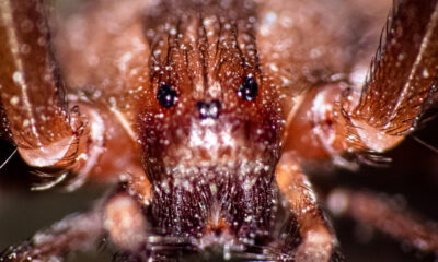 La raison troublante pour laquelle vous ne voulez jamais trouver d’araignées recluses brunes dans votre maison