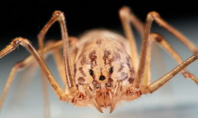 L'araignée Scytodes utilise une astuce fascinante pour piéger sa proie