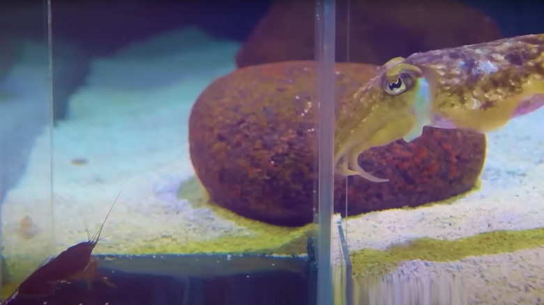 Seiche regardant à travers un récipient transparent des crevettes vivantes