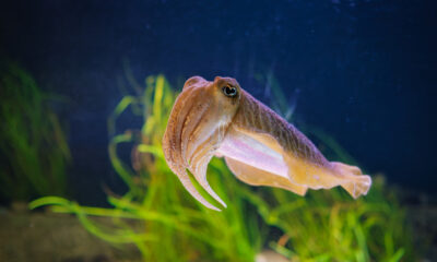 Des scientifiques ont soumis des céphalopodes à un test cognitif (et ils l’ont réussi)