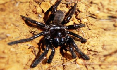 La plus vieille araignée du monde a subi une mort horrible