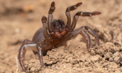 La nouvelle espèce d'araignée de Californie vit sur la plage