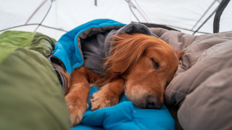 chien douillet dans un sac de couchage