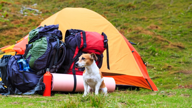 chien à côté du matelas près de la tente