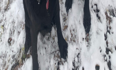 Équipement de camping essentiel pour aider votre chien à rester au chaud en hiver, selon Reddit