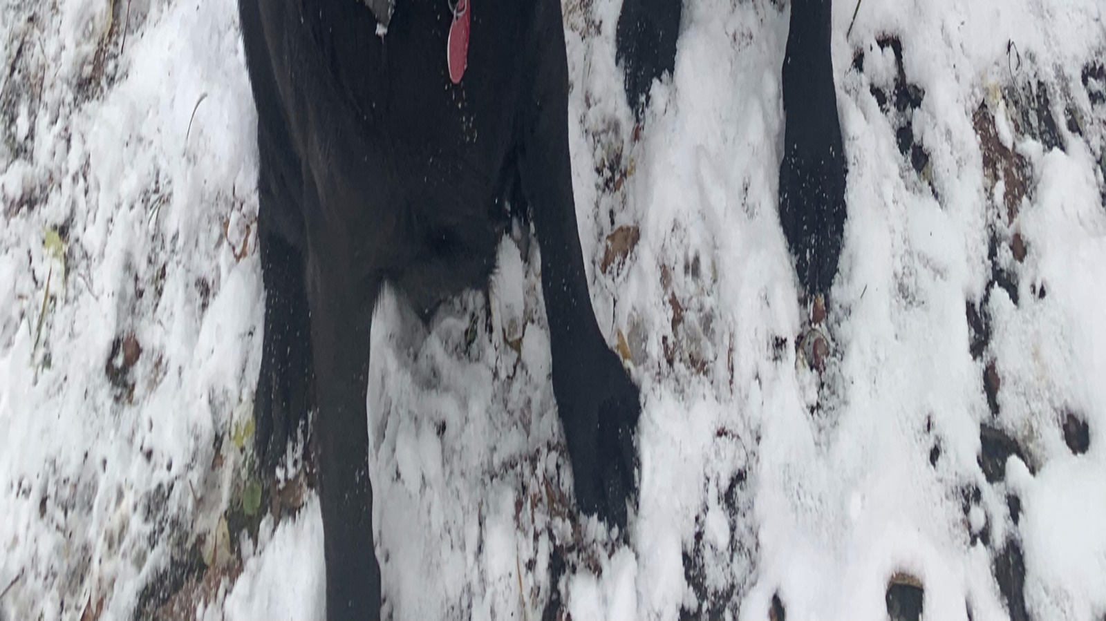 Équipement de camping essentiel pour aider votre chien à rester au chaud en hiver, selon Reddit