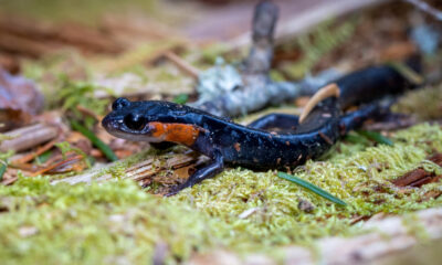 Ce parc national à couper le souffle est également connu comme la « capitale mondiale de la salamandre ».