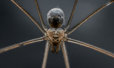 La raison inattendue pour laquelle les « araignées » à longues jambes de papa ne marchent que sur trois paires de jambes