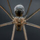 La raison inattendue pour laquelle les « araignées » à longues jambes de papa ne marchent que sur trois paires de jambes