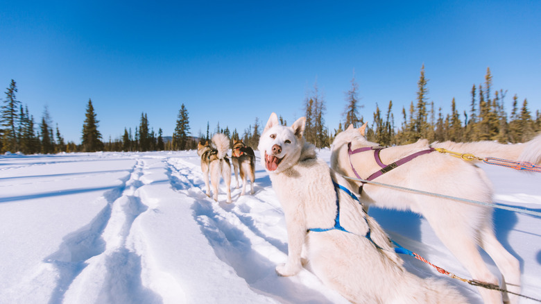 Adorables chiens de traîneau à Fairbanks, en Alaska.