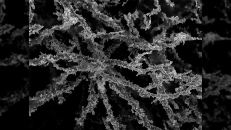 Deux bols de mycélium connectés à un circuit imprimé avec plusieurs fils