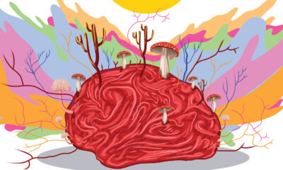 Les raisons inattendues pour lesquelles les scientifiques fabriquent des ordinateurs champignons